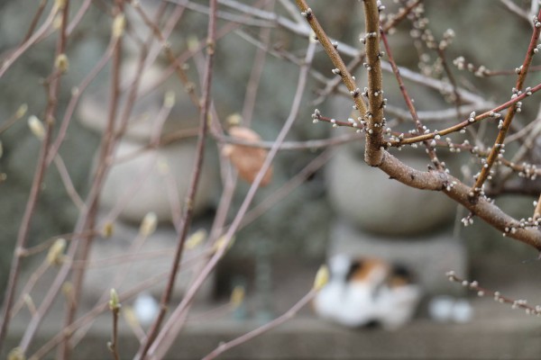 神戸の景色、１月でもつぼみをつける枝